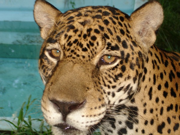 Jaguar Cat Face Picture Onca