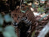 Jaguar Cat Picture  Panthera onca