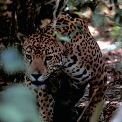 Jaguar Cat Picture  Panthera onca