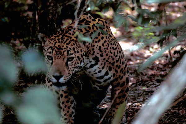 Jaguar Cat Picture  Panthera onca