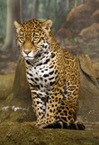 Jaguar Photo Gallery