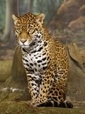 Jaguar Cat Picture  Wild panthara sitting