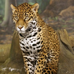 Jaguar Cat Picture  Wild panthara sitting