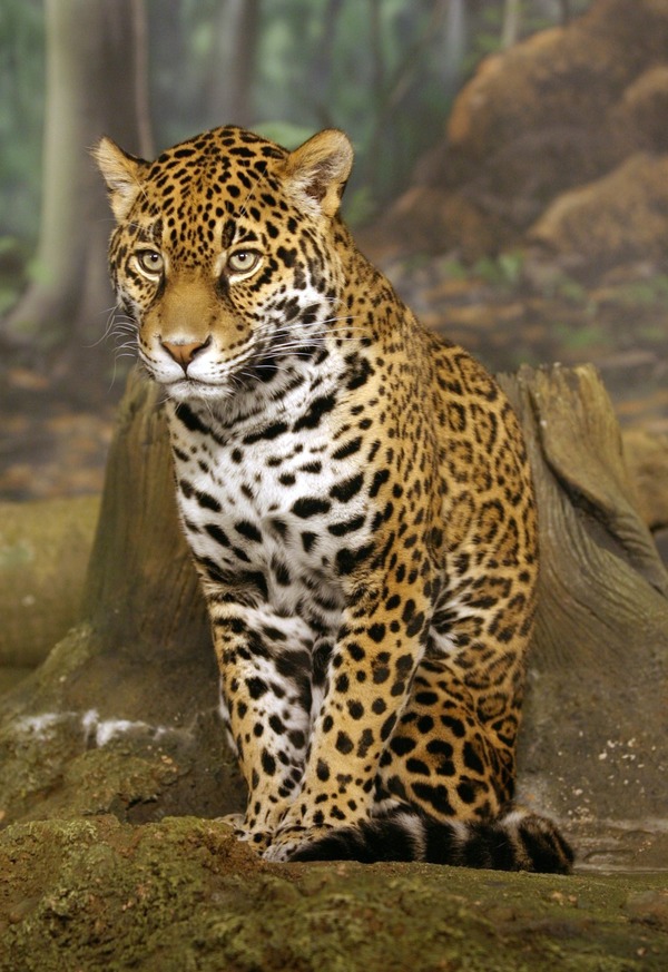 Jaguar Cat Picture  Wild panthara sitting