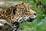 Jaguar Photo Gallery