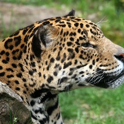 Jaguar Cat Picture Amneville portrait