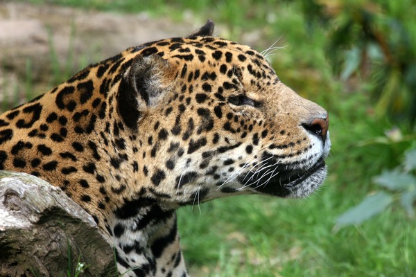 Jaguar Cat Picture Amneville portrait