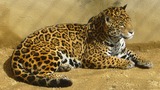 Jaguar Photo Gallery
