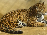 Jaguar Cat Picture Amur Panthera onca