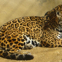 Jaguar Cat Picture Amur Panthera onca