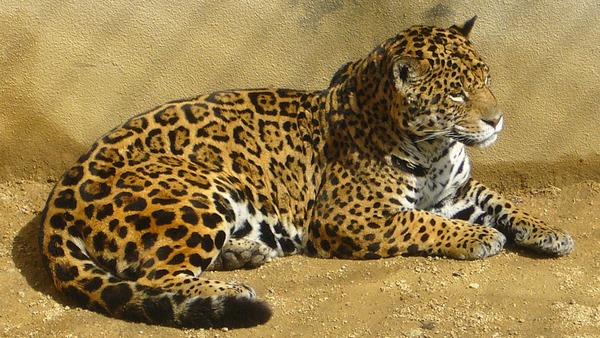 Jaguar Cat Picture Amur Panthera onca