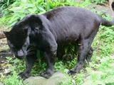 Jaguar Cat Picture Black Panther(Panthera onca)