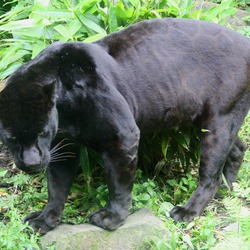 Jaguar Cat Picture Black Panther(Panthera onca)