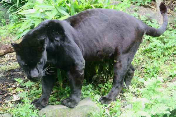 Jaguar Cat Picture Black Panther(Panthera onca)