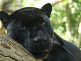 Jaguar Cat Picture Black Panther