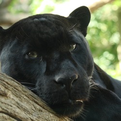 Jaguar Cat Picture Black Panther