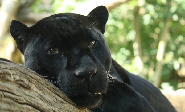Jaguar Cat Picture Black Panther