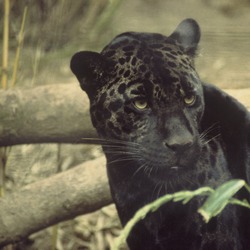 Jaguar Cat Picture Black jaguar