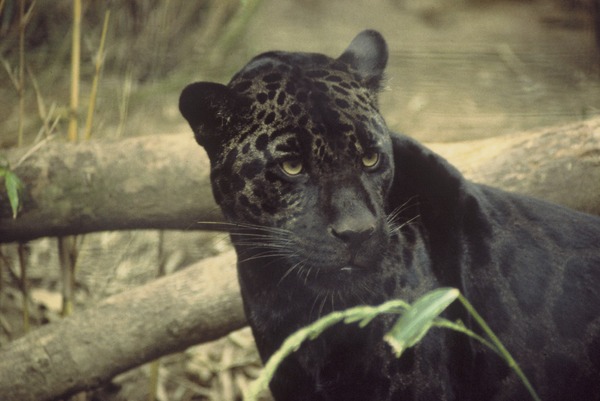 Jaguar Cat Picture Black jaguar