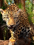 Jaguar Cat Picture Panthera onca Belize Zoo