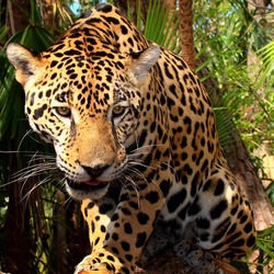 Jaguar Cat Picture Panthera onca Belize Zoo