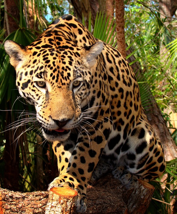 Jaguar Cat Picture Panthera onca Belize Zoo