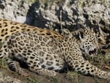 Jaguar Cat Picture Panthera onca zoo Salzburg (2)