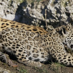Jaguar Cat Picture Panthera onca zoo Salzburg (2)