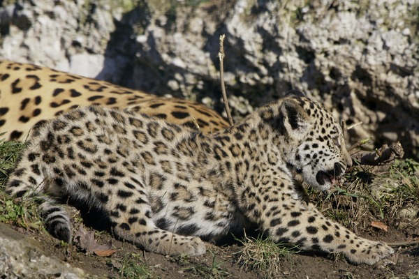 Jaguar Cat Picture Panthera onca zoo Salzburg (2)