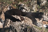 Jaguar Photo Gallery