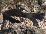 Jaguar Cat Picture Panthera onca zoo Salzburg