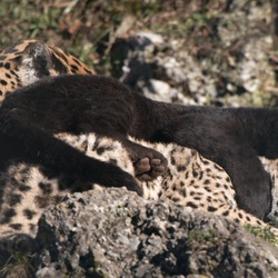 Jaguar Cat Picture Panthera onca zoo Salzburg