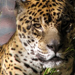 Jaguar Cat Picture Portrait