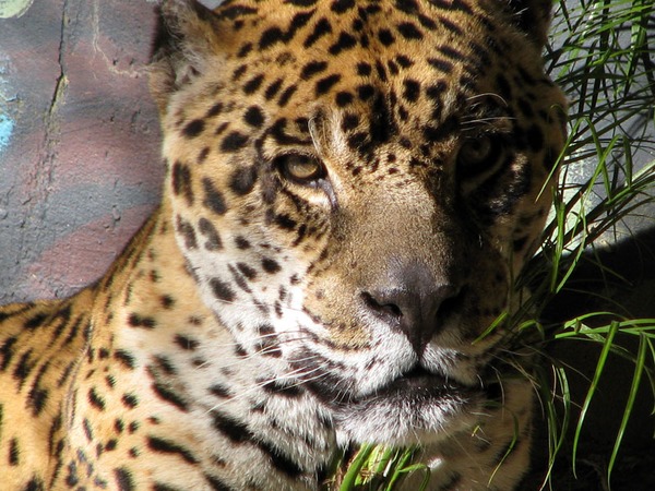 Jaguar Cat Picture Portrait