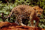 Wild Cats