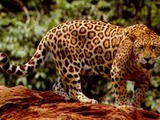 Jaguar Cat Picture Standing curious