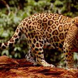 Jaguar Cat Picture Standing curious