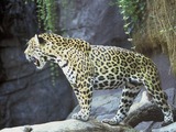 Jaguar Cat Picture Wild Big onca