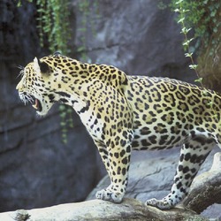 Jaguar Cat Picture Wild Big onca