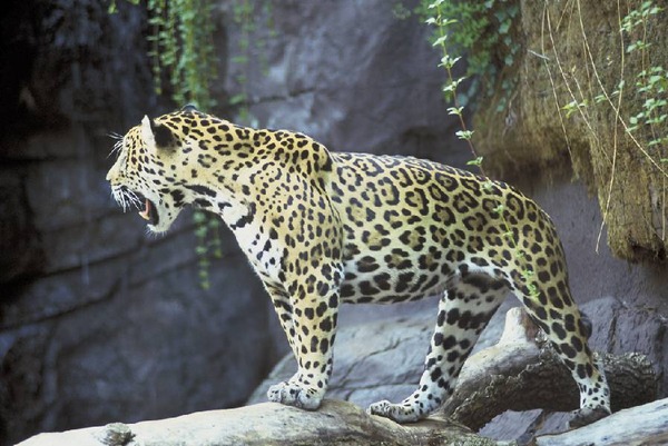 Jaguar Cat Picture Wild Big onca