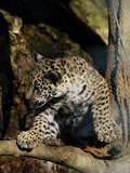 Jaguar Cat Picture Wild Panthera onca Salzburg 