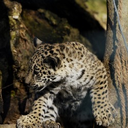 Jaguar Cat Picture Wild Panthera onca Salzburg 