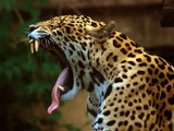 Jaguar Cat Picture Yawn Panthera Toronto Zoo
