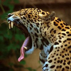 Jaguar Cat Picture Yawn Panthera Toronto Zoo