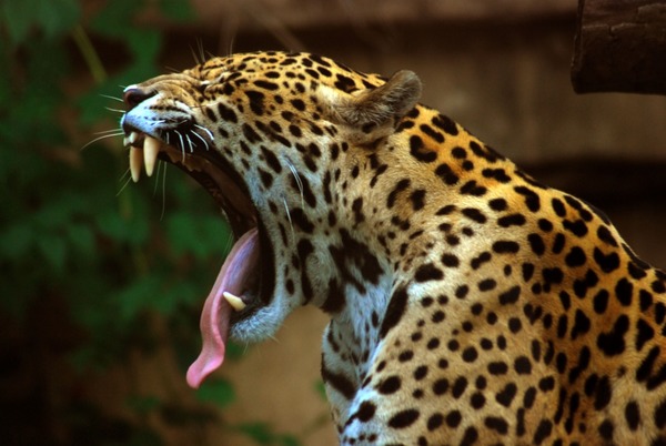 Jaguar Cat Picture Yawn Panthera Toronto Zoo