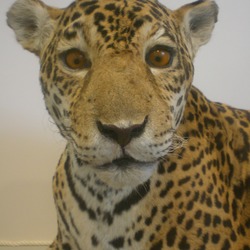 Jaguar Cat Picture cub face pattern