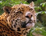 Jaguar Photo Gallery