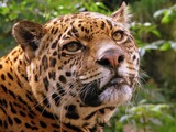 Jaguar Cat Picture face Edinburgh Zoo