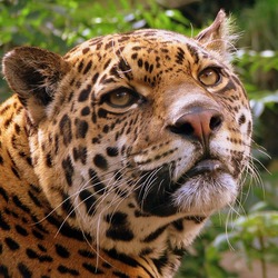 Jaguar Cat Picture face Edinburgh Zoo