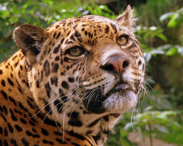 Jaguar Cat Picture face Edinburgh Zoo